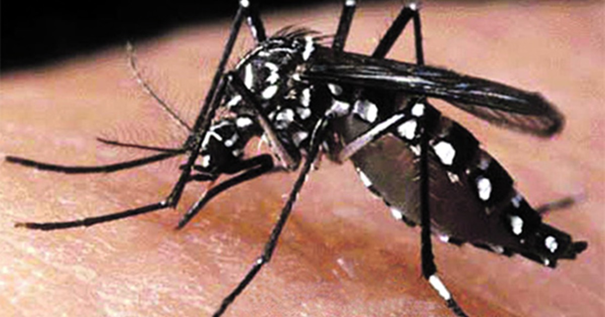 Adamantina já registrou 41 casos de dengue no primeiro mês de 2020