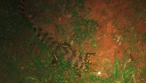 Jacaré é capturado perto de residência em Pacaembu