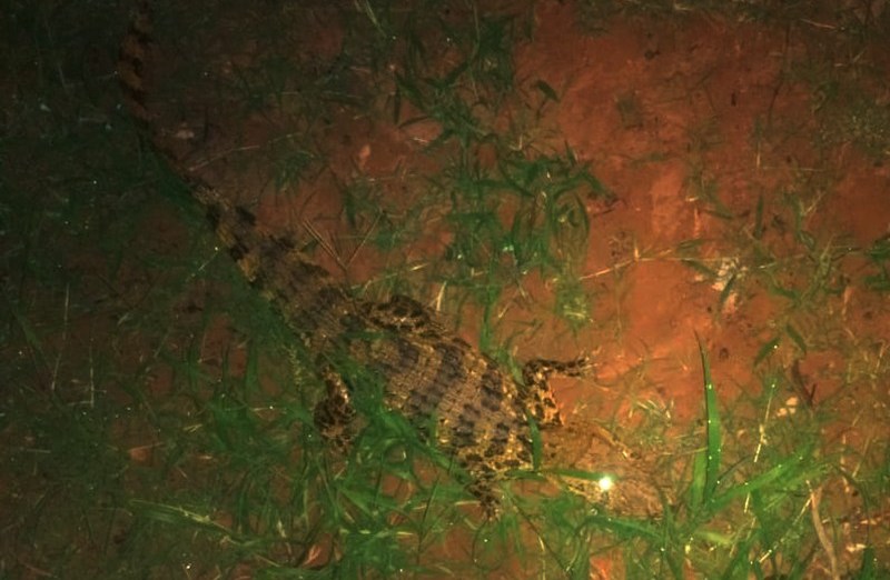 Jacaré é capturado perto de residência em Pacaembu