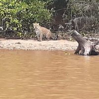 Onça   Morro Do Diabo   1_M