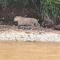 Onça   Morro Do Diabo   2_M