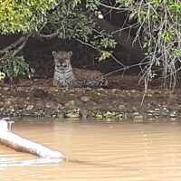 Onça   Morro Do Diabo   Cortada