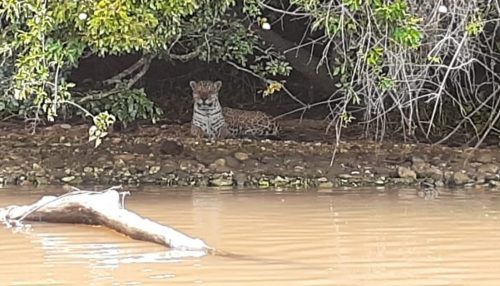 Vigilantes do Morro do Diabo registram imagens de onça-pintada durante ronda no Rio Paranapanema