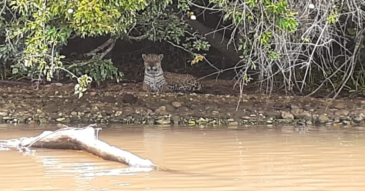Vigilantes do Morro do Diabo registram imagens de onça-pintada durante ronda no Rio Paranapanema