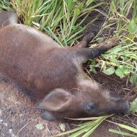 Acidente Floralco   2