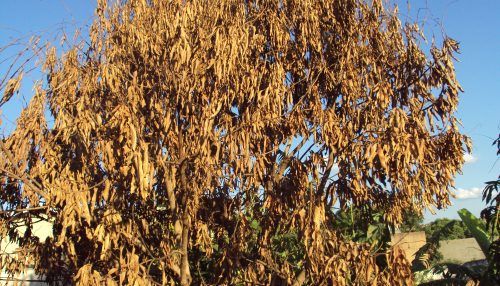 MENTES BOVINAS, CIDADE, PROVÍNCIA E “LIDE” NO JORNALISMO DO “PAÍS DO FAZ DE CONTA”... - Sérgio Barbosa - Opinião