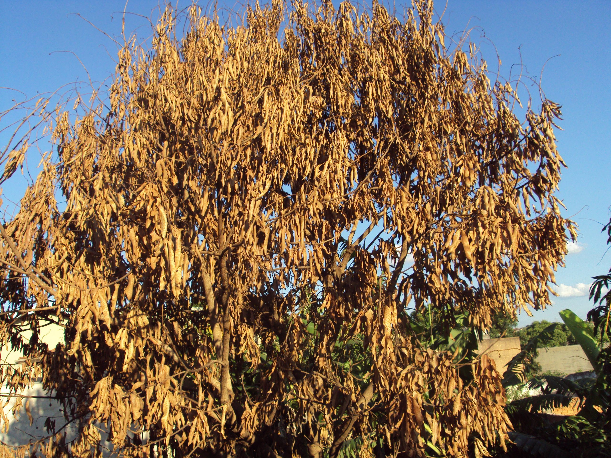 MENTES BOVINAS, CIDADE, PROVÍNCIA E “LIDE” NO JORNALISMO DO “PAÍS DO FAZ DE CONTA”... - Sérgio Barbosa - Opinião