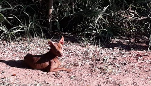 Com a perda de renda das famílias na pandemia do coronavírus, aumenta o abandono de animais