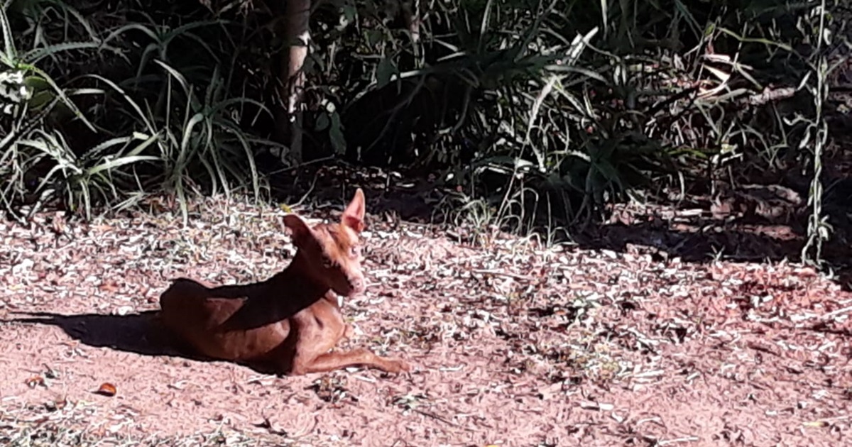 Com a perda de renda das famílias na pandemia do coronavírus, aumenta o abandono de animais