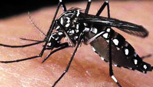 Adamantina ultrapassa o número de 600 casos positivos de Dengue em 2020