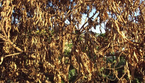 Tudo ao mesmo tempo na Província do faz de conta...  -  Sérgio Barbosa - Opinião