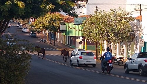 Animais são flagrados soltos pela Avenida Rio Branco no centro de Adamantina