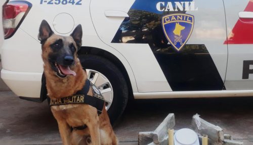 Após denúncia, Canil Setorial do 25º BPM/I apreende 06 tijolos de maconha em Panorama