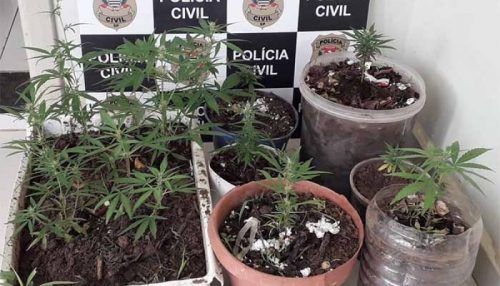 Vasos com pés de maconha são apreendidos em quintal de residência de Bastos