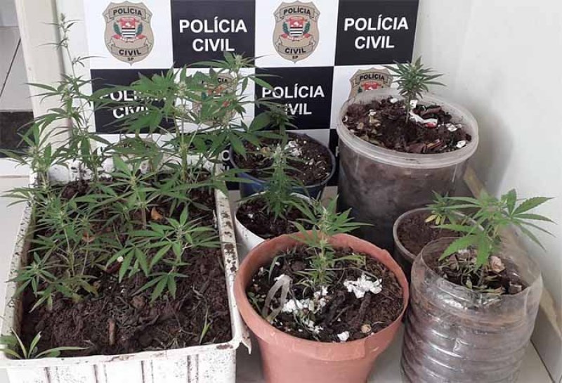 Vasos com pés de maconha são apreendidos em quintal de residência de Bastos