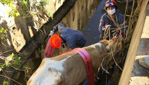 Corpo de Bombeiros de OC resgata animal de dentro de vala, em Parapuã