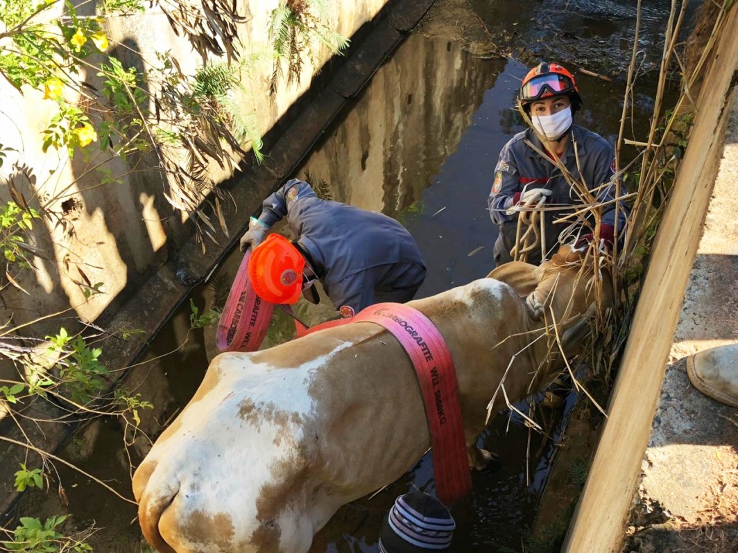 Corpo de Bombeiros de OC resgata animal de dentro de vala, em Parapuã