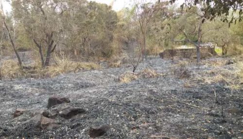 Incêndio causa destruição em área de vegetação no Salto Carlos Botelho em Lucélia