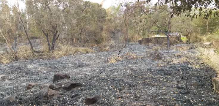 Incêndio causa destruição em área de vegetação no Salto Carlos Botelho em Lucélia