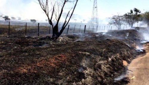 Incêndio às margens da rodovia devasta árvores e pastagens em Flórida Paulista