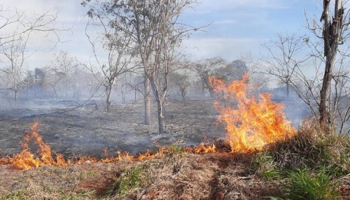 Incêndio em Área de Preservação Permanente mobiliza Corpo de Bombeiros em Presidente Epitácio