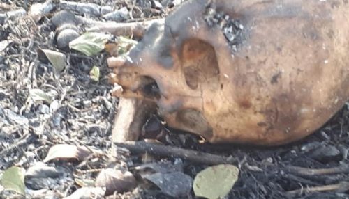 Funcionários de usina encontram ossada humana em canavial em Dracena.