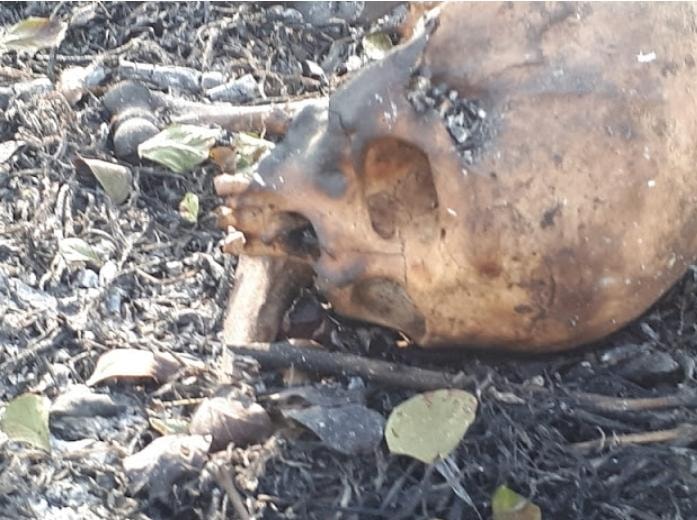 Funcionários de usina encontram ossada humana em canavial em Dracena.