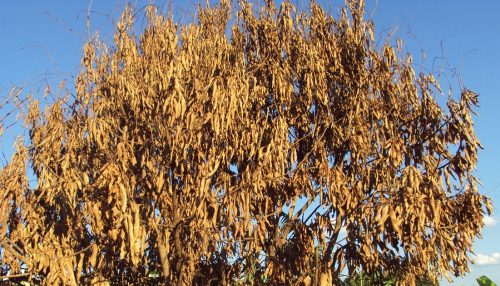 “ASPONES”  PROVINCIANOS BUSCAM LUGAR AO SOL...   - Sérgio Barbosa - Opinião