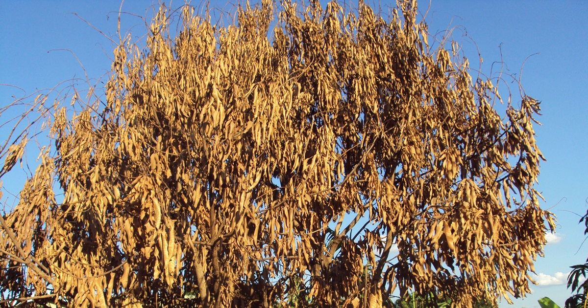 “ASPONES”  PROVINCIANOS BUSCAM LUGAR AO SOL...   - Sérgio Barbosa - Opinião