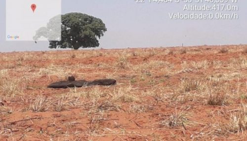 Imagens de satélite mostram vegetação destruída em Rancharia