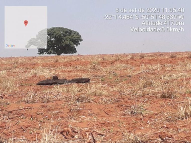 Imagens de satélite mostram vegetação destruída em Rancharia