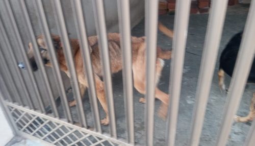 Homem leva multa de R$ 6 mil por maus-tratos a dois cães após abandonar os animais em residência em Presidente Prudente
