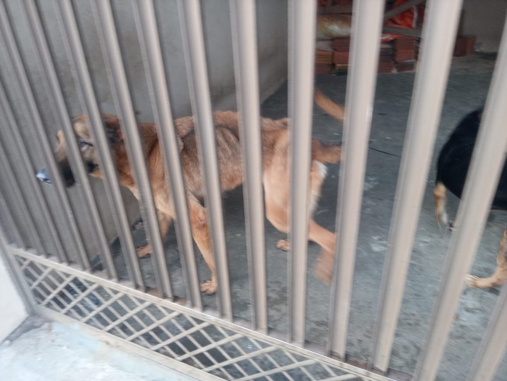 Homem leva multa de R$ 6 mil por maus-tratos a dois cães após abandonar os animais em residência em Presidente Prudente