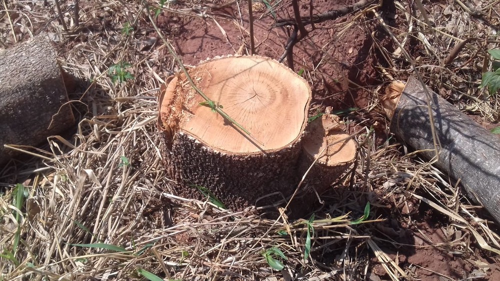 Homem recebe multa de R$ 3 mil pelo corte de dez árvores nativas em propriedade rural, em Ouro Verde