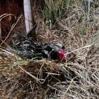 121568104_1498003433720678_494809560142276304_n