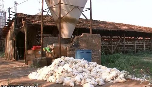 Duas granjas de Bastos, registram a morte de 35 mil galinhas por causa do calor