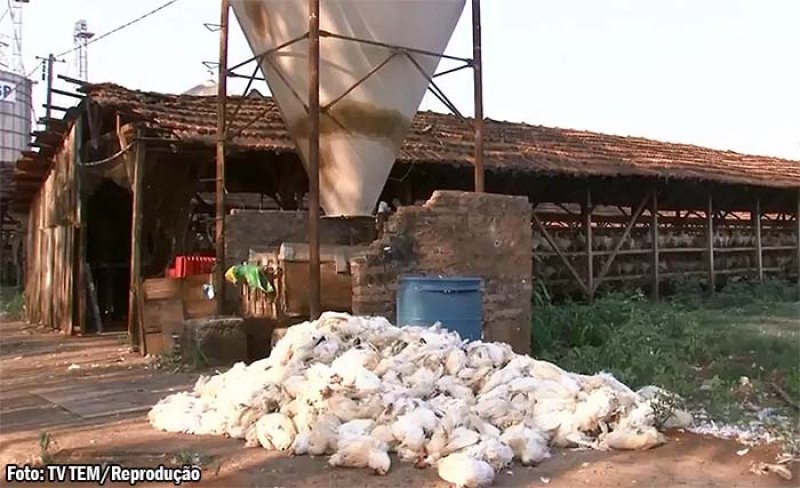 Duas granjas de Bastos, registram a morte de 35 mil galinhas por causa do calor