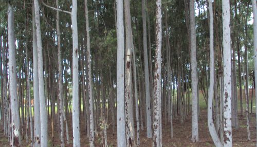 A CRIATURA FRENTE AO CRIADOR NA PROVÍNCIA...