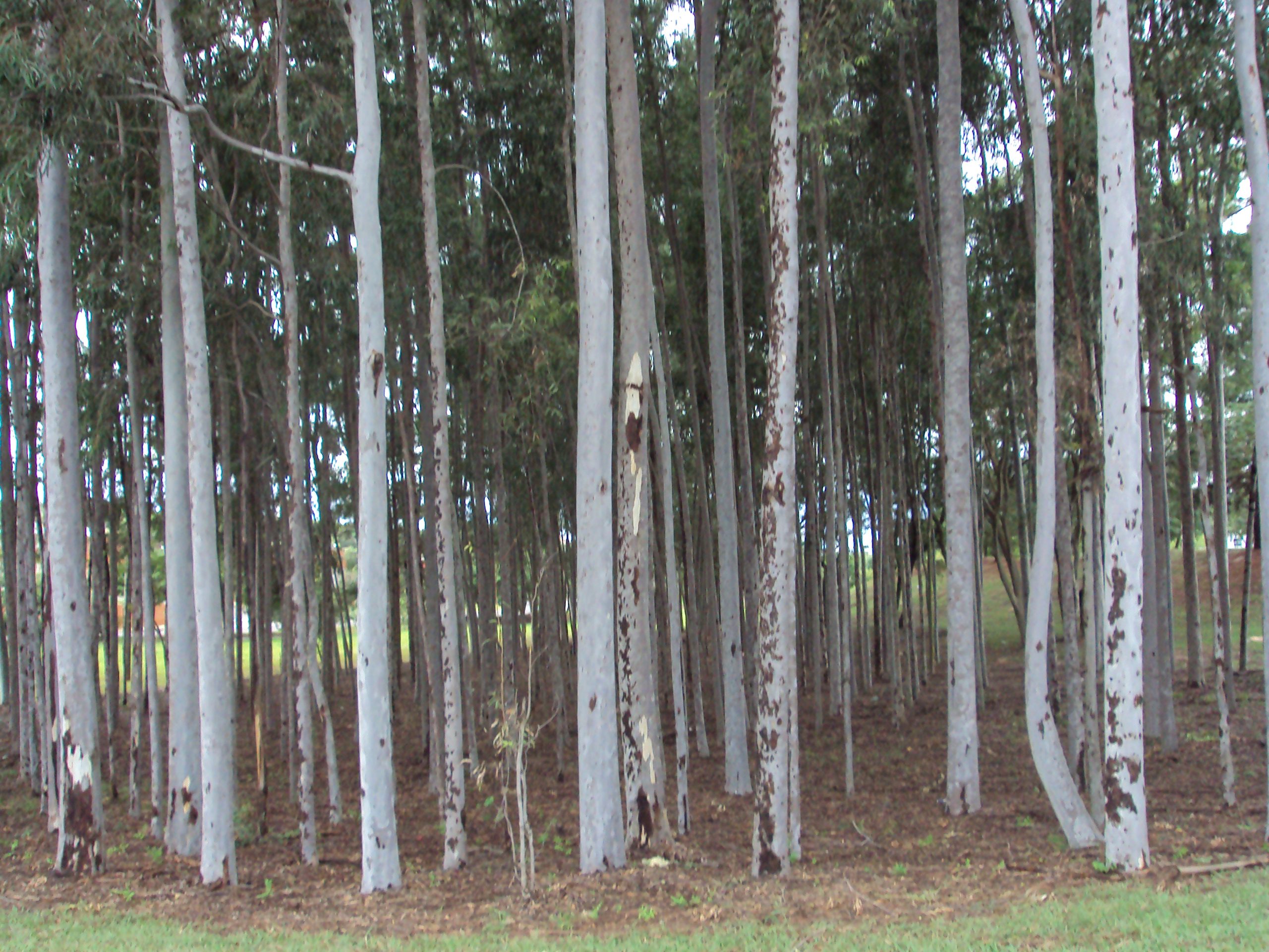 A CRIATURA FRENTE AO CRIADOR NA PROVÍNCIA...