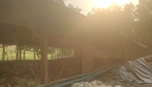 Sem energia elétrica e sistema de ventilação, cerca de 6 mil aves morrem por causa do forte calor em granja em Adamantina