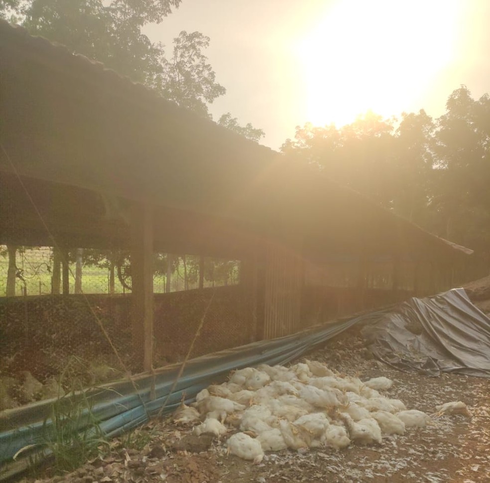 Sem energia elétrica e sistema de ventilação, cerca de 6 mil aves morrem por causa do forte calor em granja em Adamantina