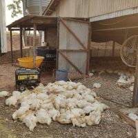 T42fl5f75c0f27c61b (1)