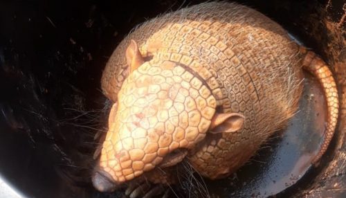 Tatu é resgatado por populares de buraco em calçada no Centro de Dracena