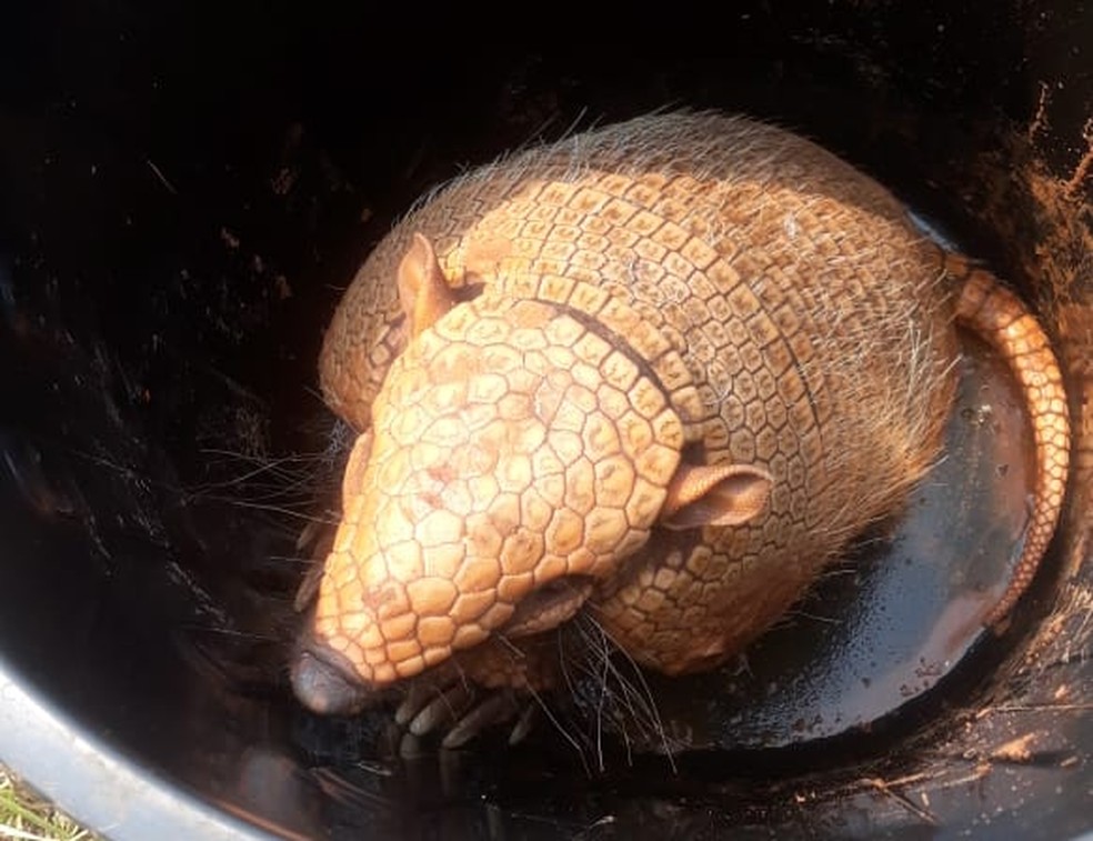 Tatu é resgatado por populares de buraco em calçada no Centro de Dracena