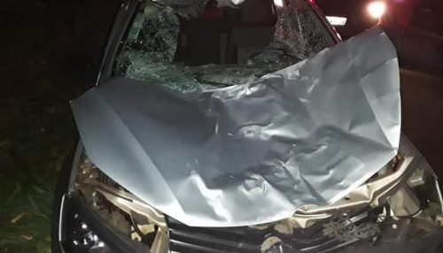 Veículo colide com vaca na SP-294 em Junqueirópolis-SP