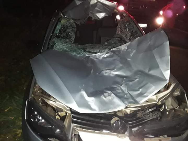 Veículo colide com vaca na SP-294 em Junqueirópolis-SP