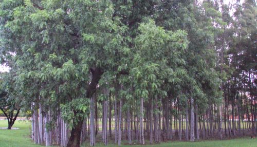 Desencontros provincianos com o Parque dos Pioneiros...