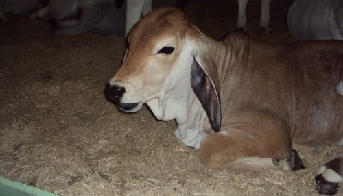 Província, Mentes Bovinas, Redes Sociais e Música...