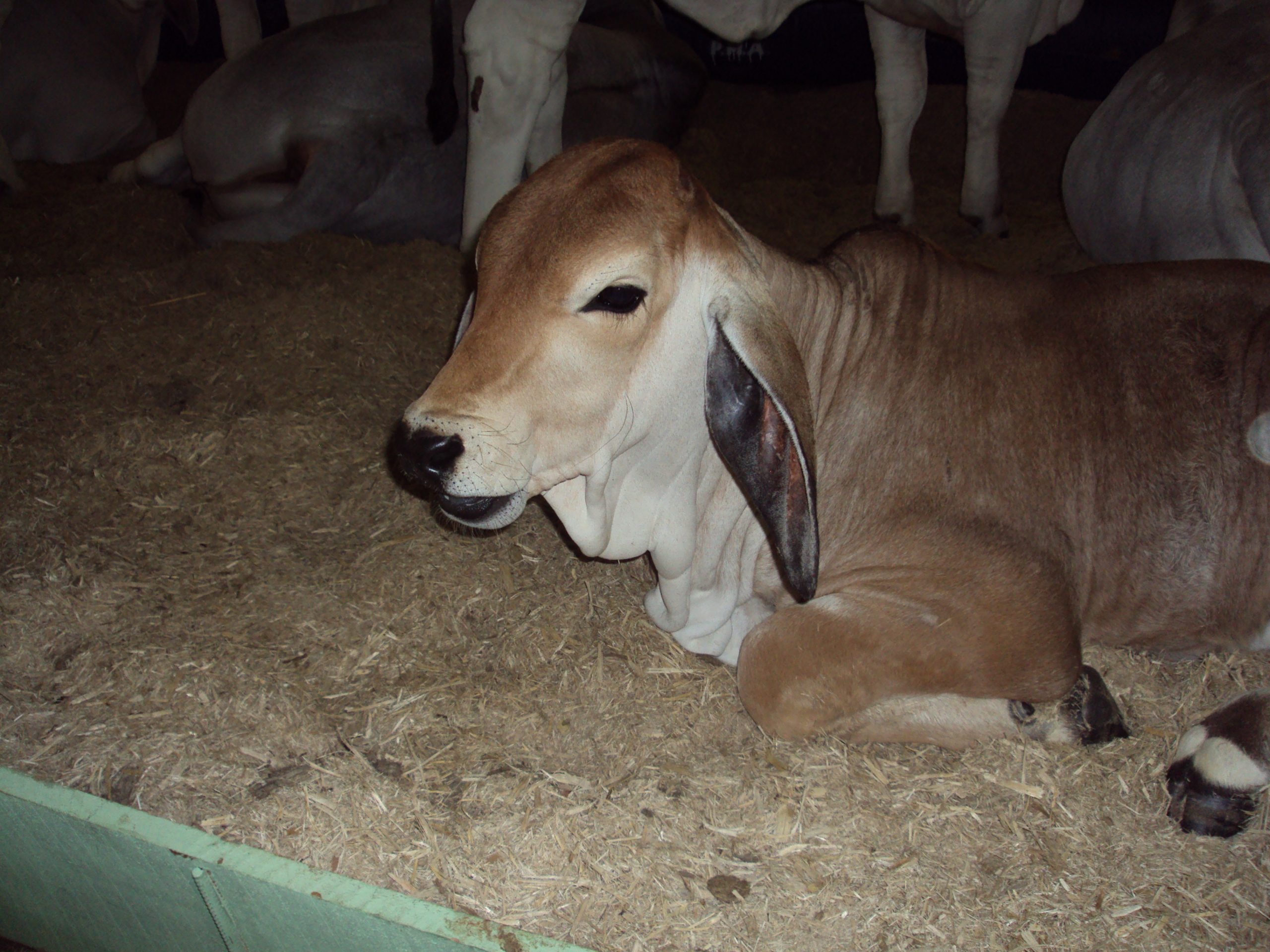 Província, Mentes Bovinas, Redes Sociais e Música...