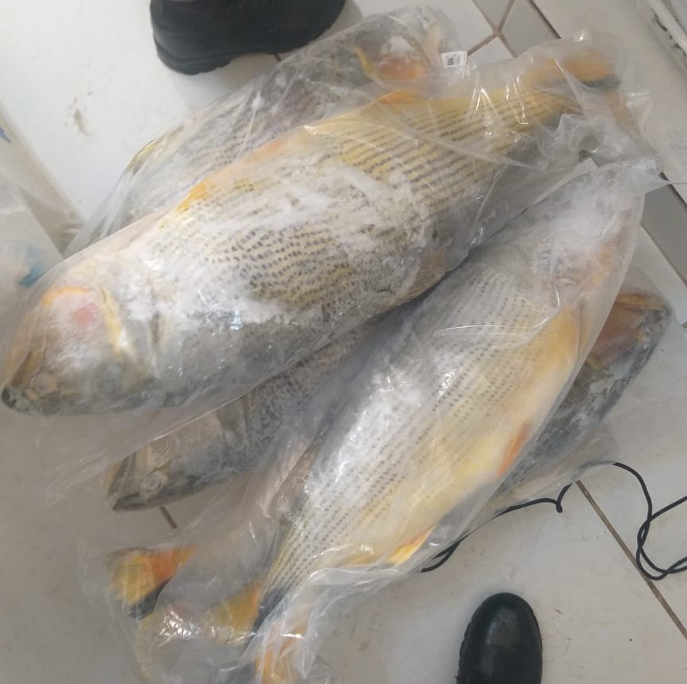 Peixaria recebe mais de R$ 3 mil em multas por irregularidades com pescados em Presidente Prudente